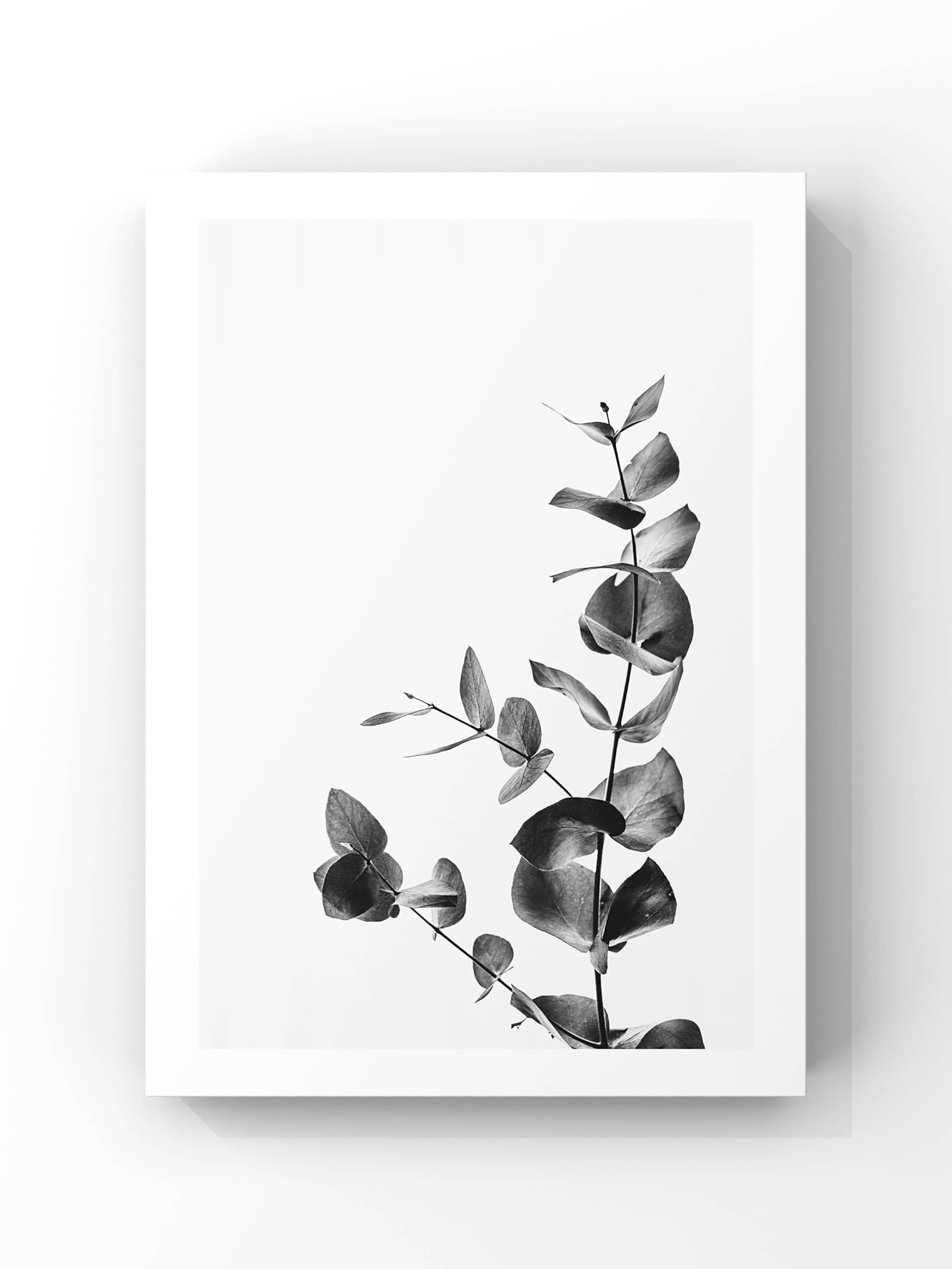 Monochrome Eucalyptus – Siyah Beyaz Okaliptus Poster Tablo
