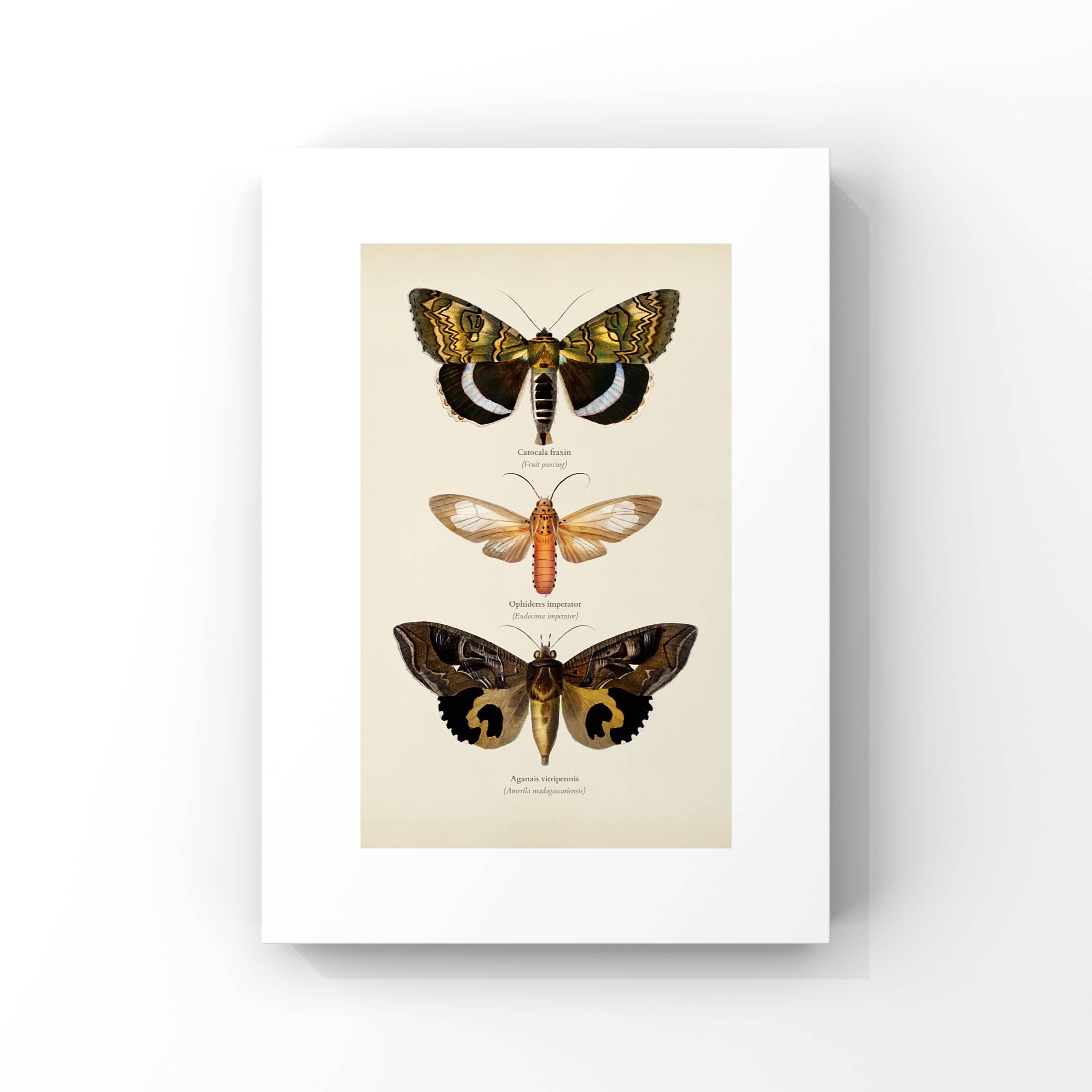 "Golden Wall" No.3 Poster Tablo