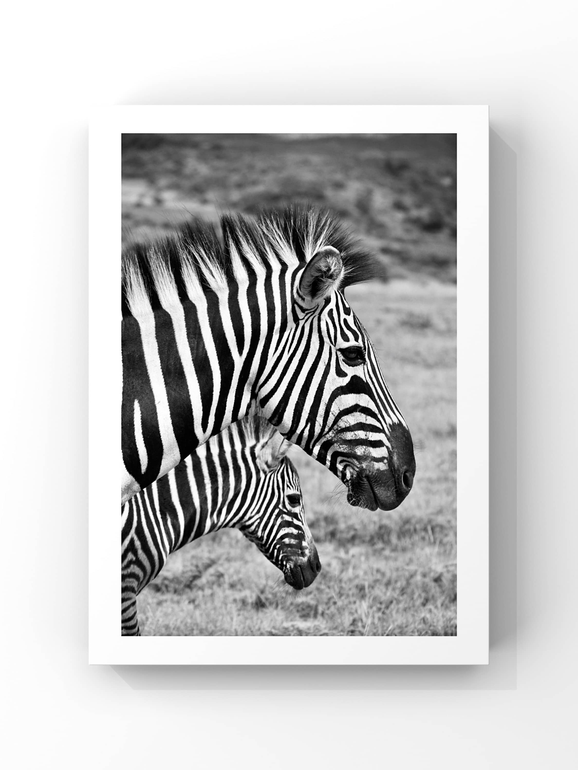 Zebra Yolculuğu – Siyah Beyaz Wildlife Poster Tablo