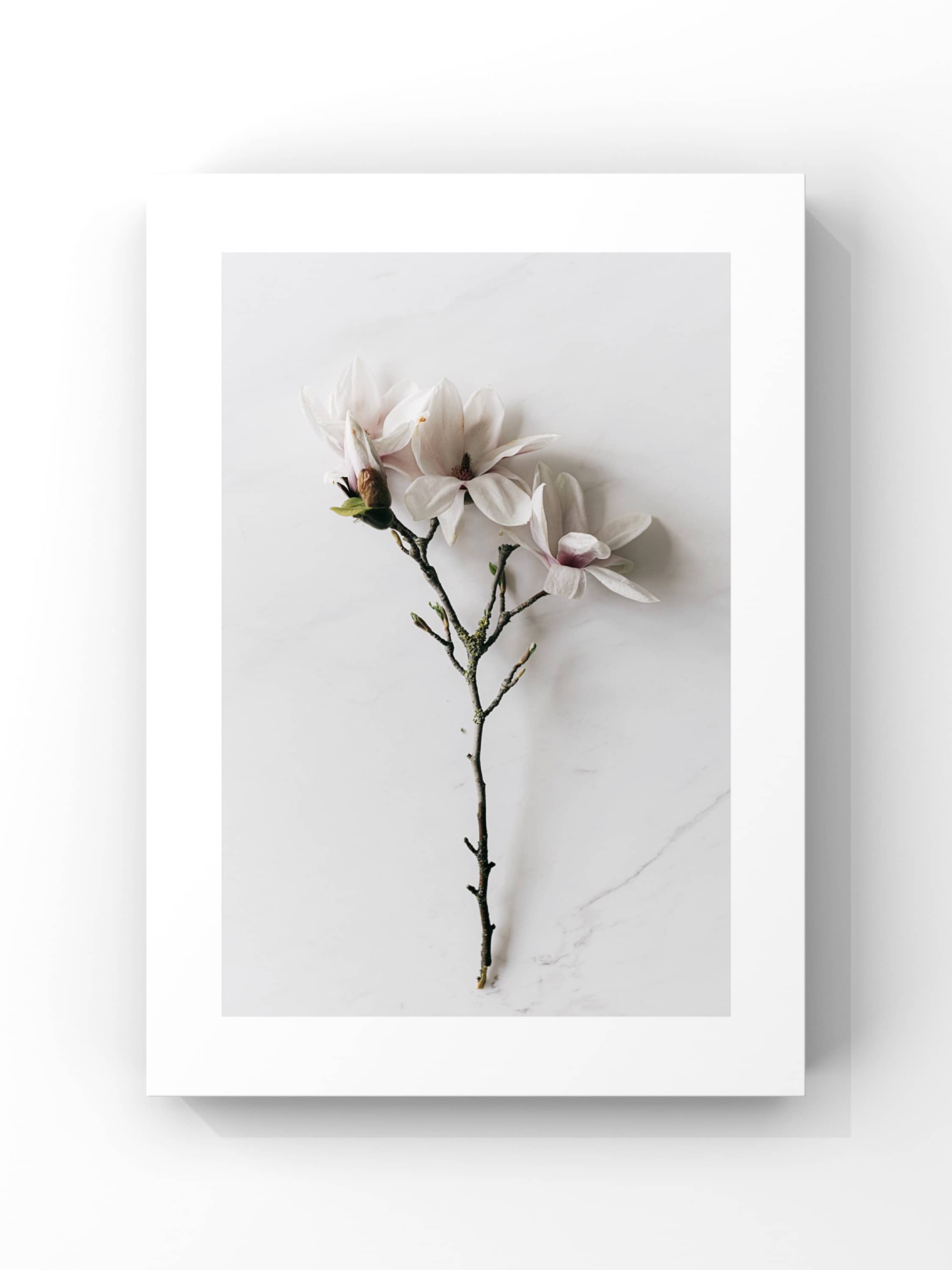 White Magnolia Stem – Minimal Botanical Poster Tablo