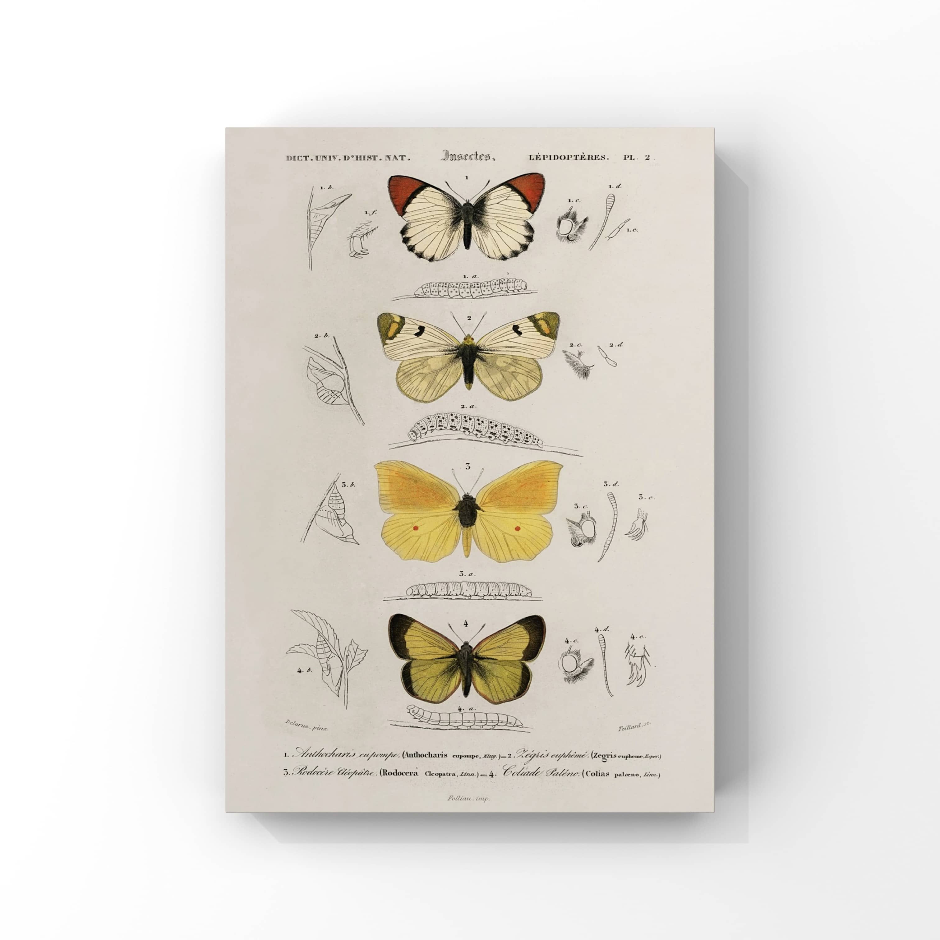 "Sunflower" No.3 Poster Tablo